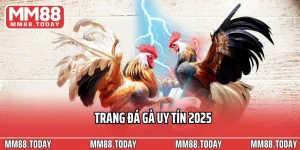 Trang Đá Gà Uy Tín 2025 Đánh Giá Các Địa Chỉ Chất Lượng Hàng Đầu